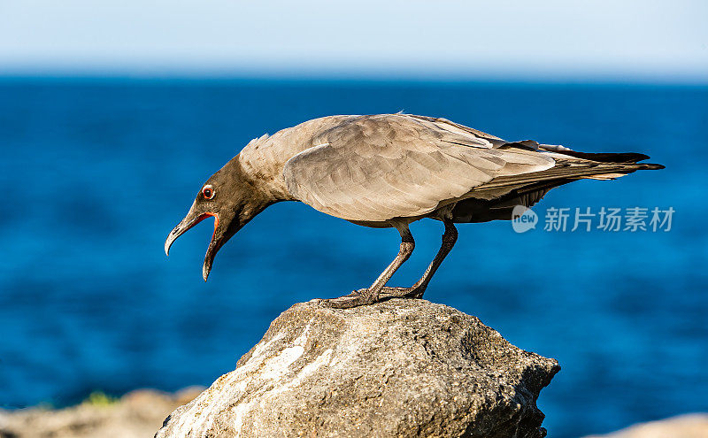 熔岩鸥，Larus fuliginosus, isllote Mosquera, Mosquera岛，加拉帕戈斯群岛国家公园，厄瓜多尔。罕见的。